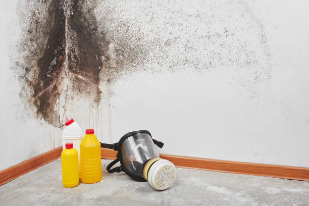 Best Mold Testing  in Isla Vista, CA