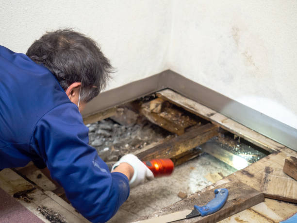 Best Water Damage Restoration  in Isla Vista, CA