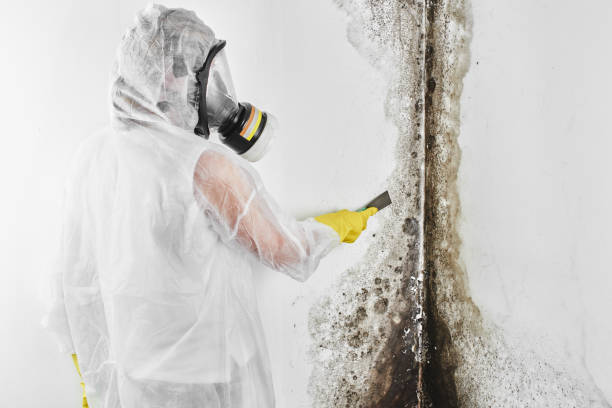Best Emergency Mold Removal  in Isla Vista, CA