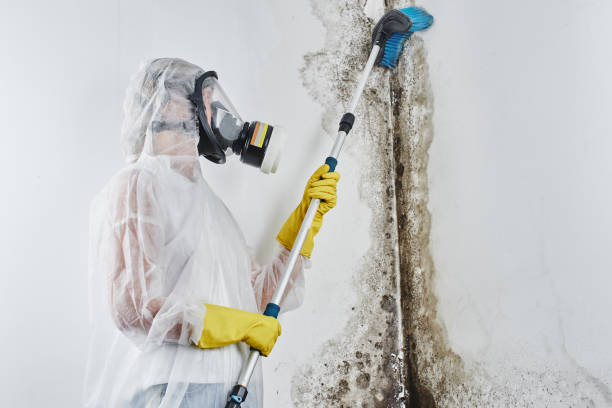 Best Professional Mold Removal  in Isla Vista, CA