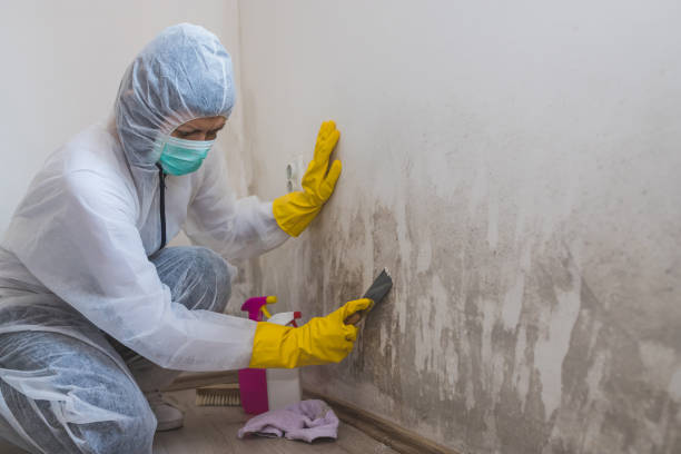 Best Toxic Mold Removal  in Isla Vista, CA