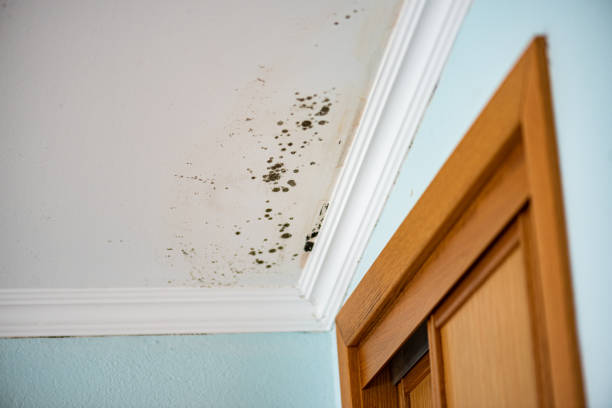 Best Same-Day Mold Removal  in Isla Vista, CA