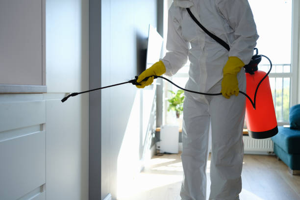 Best Attic Mold Removal  in Isla Vista, CA