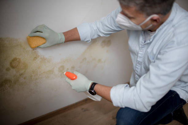 Best Local Mold Removal Service  in Isla Vista, CA