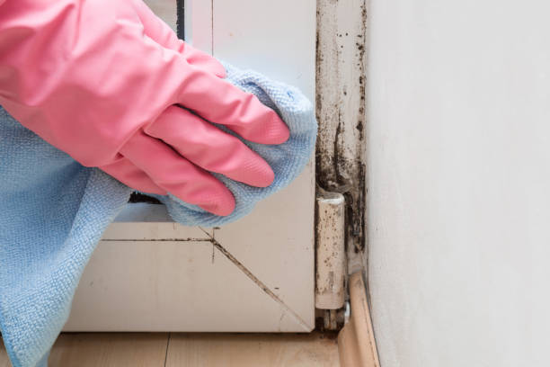 Best Emergency Mold Removal  in Isla Vista, CA
